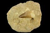Mosasaur (Prognathodon) Tooth In Rock - Morocco #127674-1